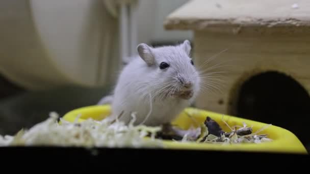 Ποντίκι Στη Σκηνή Κατάστημα Κατοικίδιων Ζώων — Αρχείο Βίντεο