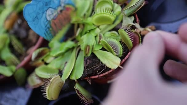 Dionaea Muscipula Σαρκοφάγος Φυτό Μακρολεπτομέρεια — Αρχείο Βίντεο