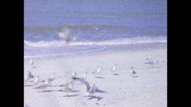 Miami, ABD Haziran 1966: Plaj tatili 60 'lardaki eski aile anıları sahnesi