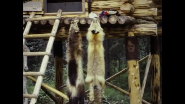 Fairbanks United States July 1987 Dead Animals Hunted Hanging Outdoors — Stock Video