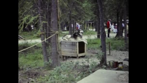 Fairbanks Abd Temmuz 1987 Zincirle Bağlanmış Köpekler — Stok video