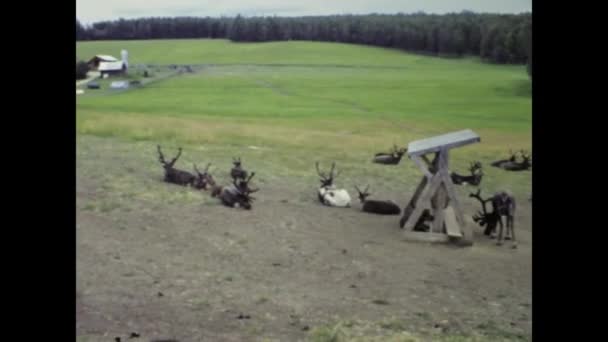 Fairbanks United States July 1987 Reindeer Breeding Wild Scene 80S — Stock Video