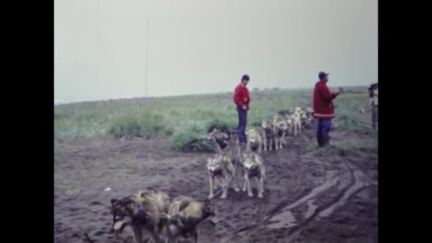 Kotzebue United States July 1987 Sled Dog Training Scene Alaska — Vídeo de stock