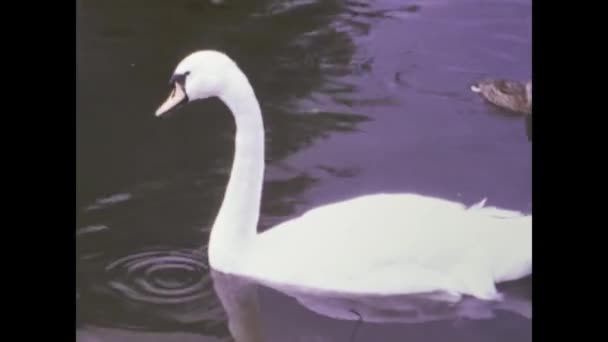 イギリスのダフタウン1979年5月 70年代の池のシーンでアヒルが泳ぐ — ストック動画