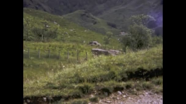 Dufftown Velká Británie Může 1979 Pastva Ovce Pastýřskou Scénou Letech — Stock video