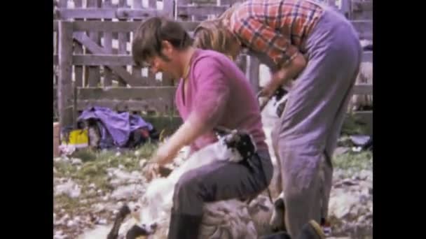 Dufftown Velká Británie May 1979 Sheep Shearing Scene 70S — Stock video