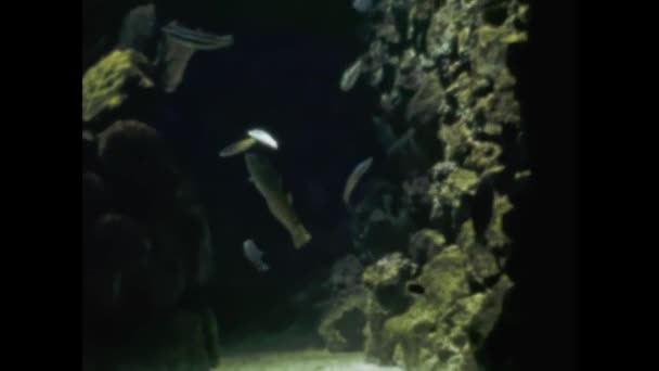 Святой Георгий Бермуды Май 1959 Рыбы Плавают Глубоководной Сцене — стоковое видео