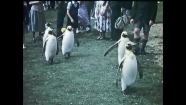 Άμστερνταμ Ολλανδία Μάιος 1948 Πιγκουίνοι Περπατούν Μεταξύ Των Ανθρώπων Στη — Αρχείο Βίντεο