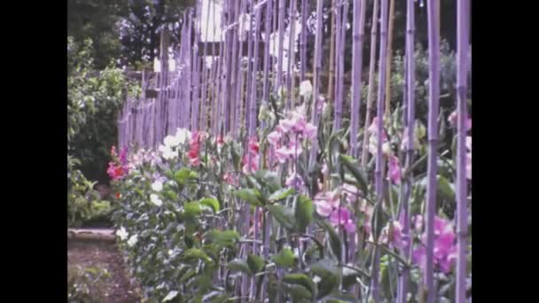 Edimburgh Wielka Brytania Może 1975 Ogród Pełen Kolorowych Wiosennych Kwiatów — Wideo stockowe