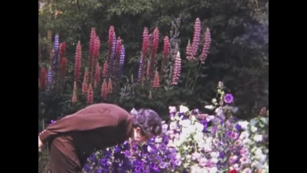 Edimburgh United Kingdom 1975 Сад Повний Барвистих Весняних Квітів Сцени — стокове відео