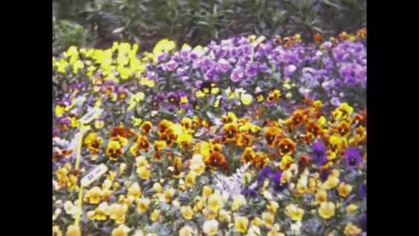 Edimburgh United Kingdom May 1975 Garden Full Colorful Spring Flowers — Video Stock
