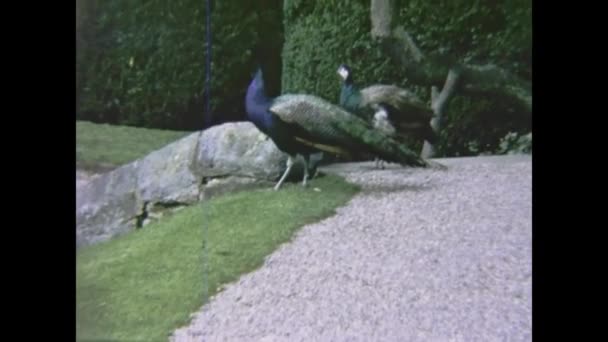 Liverpool Wielka Brytania Kwiecień 1966 Peacock Pokazuje Scenę Koła Latach — Wideo stockowe