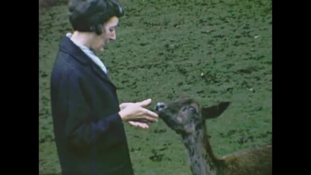 Liverpool Velká Británie Duben 1966 Žena Krmí Jeleny Lesní Scéně — Stock video