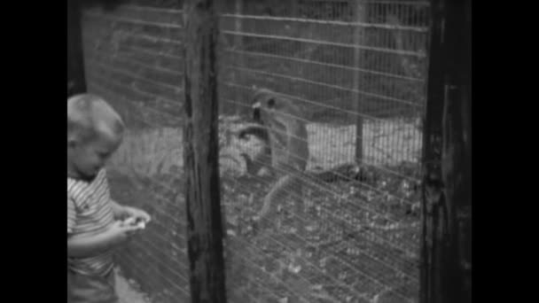 Miami Estados Unidos Junho 1956 Macacos Uma Cena Gaiola Década — Vídeo de Stock