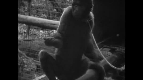 Μαϊάμι Ηνωμένες Πολιτείες Ιούνιος 1956 Πίθηκοι Μια Σκηνή Κλουβί Στη — Αρχείο Βίντεο