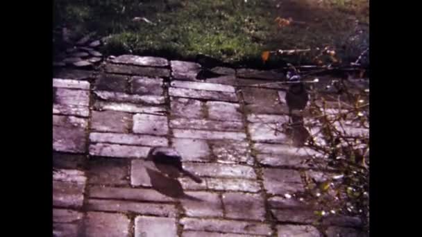 英国伦敦 1966年 六十年代鸟类在地面吃面包屑 — 图库视频影像