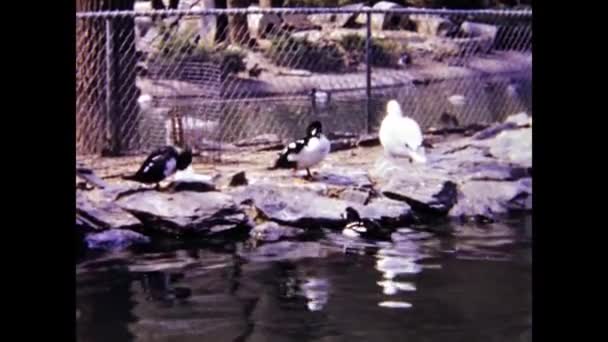 London United Kingdom May 1966 Ducks Pond Scene 60S — Vídeos de Stock