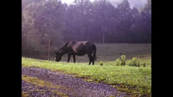 Annapolis United States May 1966 Horses Grazing Countryside Scene 60S — Vídeo de stock