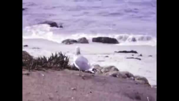 Annapolis United States May 1966 Seagull Shoreline Scene 60S — Vídeo de stock