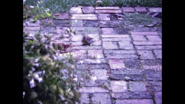 London United Kingdom May 1966 Birds Eat Crumbs Ground Scene — Video