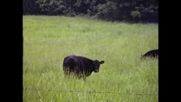 美国安纳波利斯 Annapolis United States May 1966 60年代奶牛放牧地 — 图库视频影像