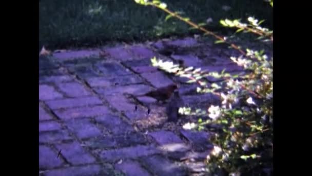 Лондон Великобритания Май 1966 Птицы Едят Крошки Наземной Сцене — стоковое видео