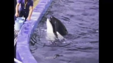 Santa Monica, ABD Haziran 1981: 80 'lerde Marineland gösteri sahnesi