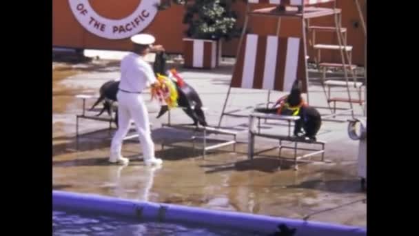 Santa Monica Estados Unidos Junho 1981 Cena Show Marineland Década — Vídeo de Stock