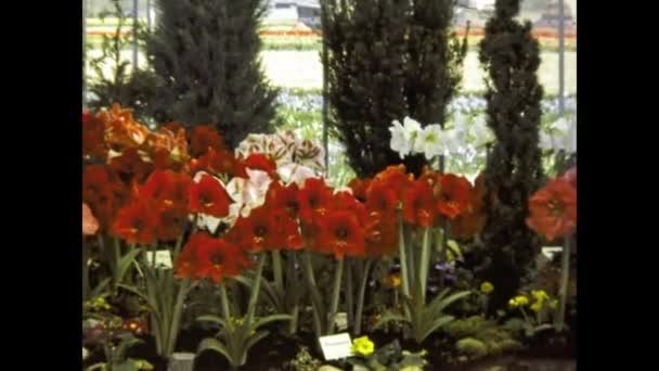 Amsterdam Nederländerna Juni 1980 Växthusodlande Blommor Nederländerna Talet — Stockvideo