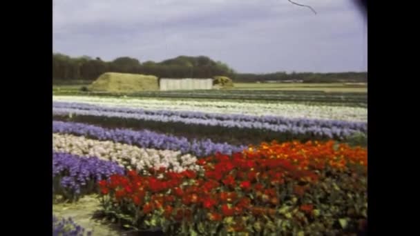 Amsterdam Netherlands June 1980 Greenhouse Growing Flowers Netherlands Scene 80S — Stock Video