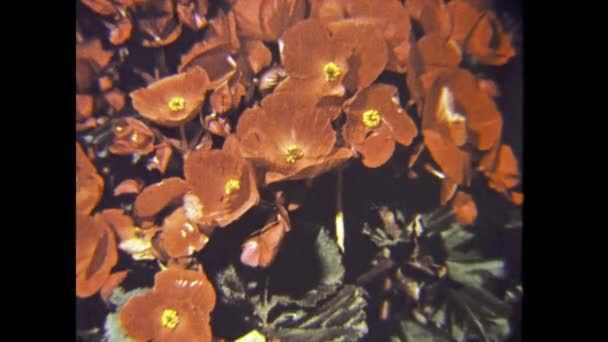 Amsterdam Holandia Czerwiec 1980 Holenderskie Kwiaty Szczegóły Sceny Latach — Wideo stockowe