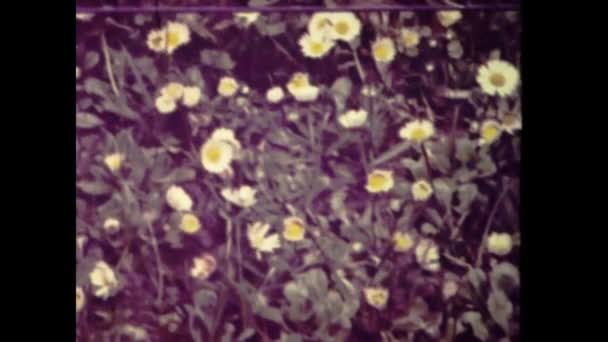 Amsterdam Nederländerna Juni 1980 Nederländska Blommor Detaljer Scen Talet — Stockvideo