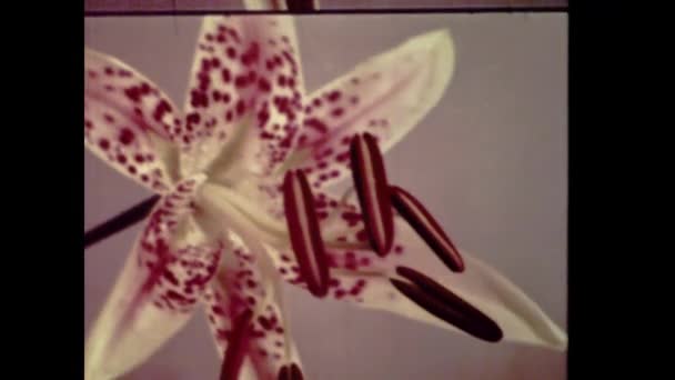Amsterdam Nederländerna Juni 1980 Nederländska Blommor Detaljer Scen Talet — Stockvideo