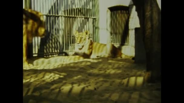 Cairo Egypt March 1977 Caged Animals Zoo Scene 70S — Video Stock