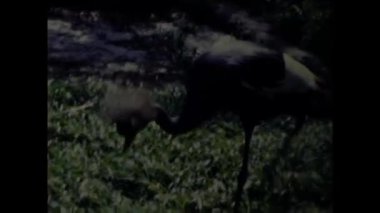 Roma, İtalya Nisan 1984: Hayvanat bahçesi 80 'lerde Roma manzaralı