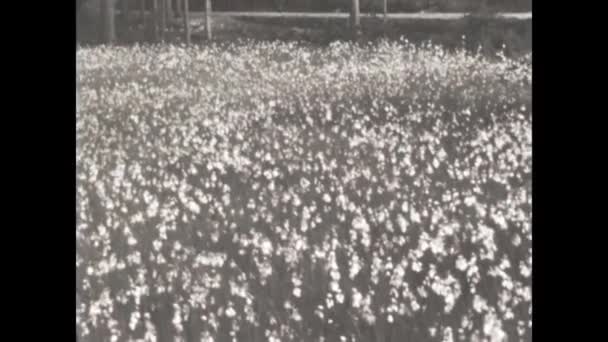 1952年 昭和27年 6月イタリア ドロマイト 50歳の春の花が咲く草原 — ストック動画