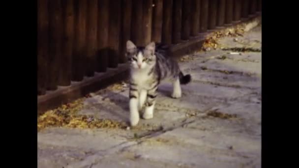 Isztambul Törökország 1985 Június Aranyos Macskás Jelenet Években — Stock videók