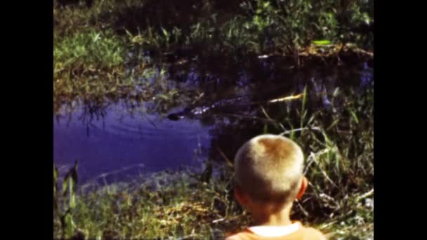 アメリカ合衆国マイアミ1955年6月 1950年代の湿地帯のクロコダイル — ストック動画