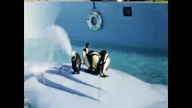 San Diego, ABD Haziran 1947: 40 'lı yıllarda hayvanat bahçesindeki penguen