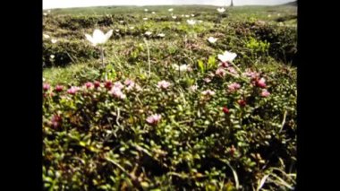 Semriach, Avusturya Haziran 1984: Avusturya dağ manzarası 80 'lerde