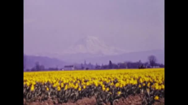 Сан Дієго Сша 1947 Рік Поле Жовтих Квітів Сцені — стокове відео