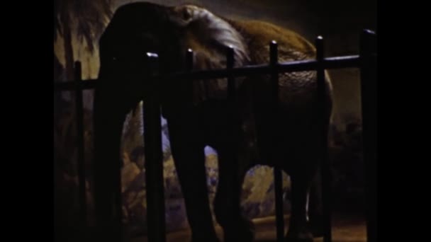 San Diego Stany Zjednoczone Czerwiec 1947 Zwierzęta Klatkach Zoo Scenie — Wideo stockowe