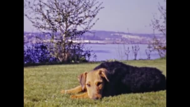 San Diego Сша Juune 1947 Dog Lawn Scene — стокове відео