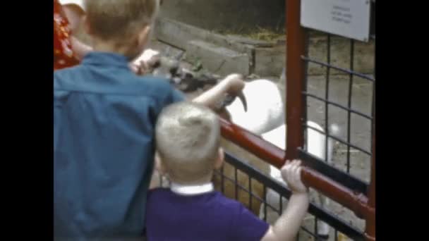 Brüksel Belçika Haziran 1960 Aile Larda Hayvanat Bahçesi Sahnesinde — Stok video