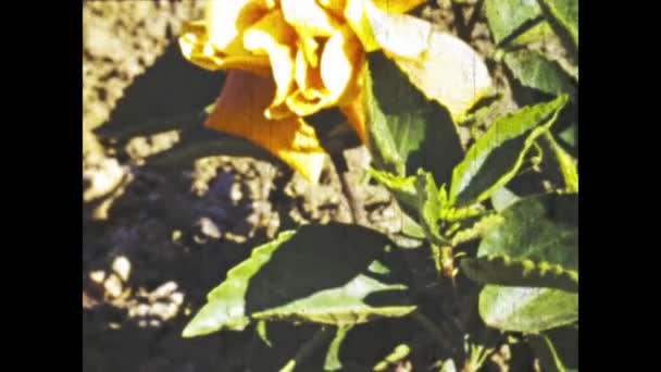 San Diego Usa Mai 1947 Pflanze Wächst Sonnenlicht Den 40Er — Stockvideo