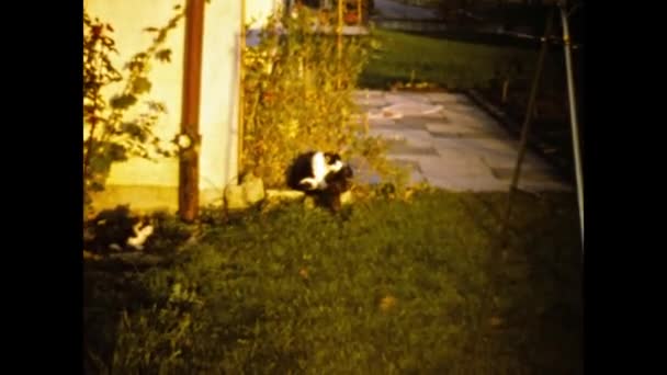 1976年 昭和51年 6月ドイツ ベルリン 70年代の庭の猫 — ストック動画