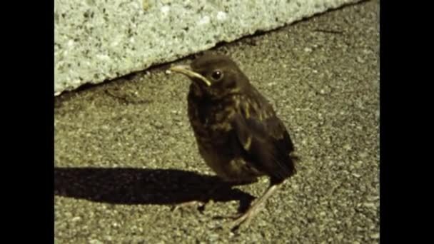 Locarno Italy May 1984 Sparrow Close Shot 80S — Stock Video