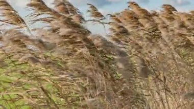 Windblown Arundo Donax Plant