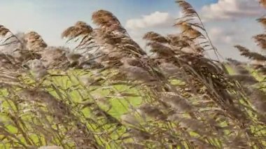 Windblown Arundo Donax Plant