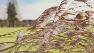 Windblown Arundo Donax Plant